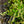 Load image into Gallery viewer, Little Henry Virginia Sweetspire