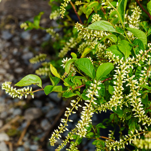Little Henry Virginia Sweetspire
