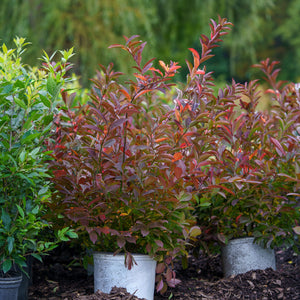 Little Henry Virginia Sweetspire