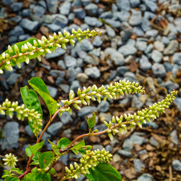 Little Henry Virginia Sweetspire