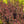 Load image into Gallery viewer, Little Joker Ninebark - Ninebark - Shrubs