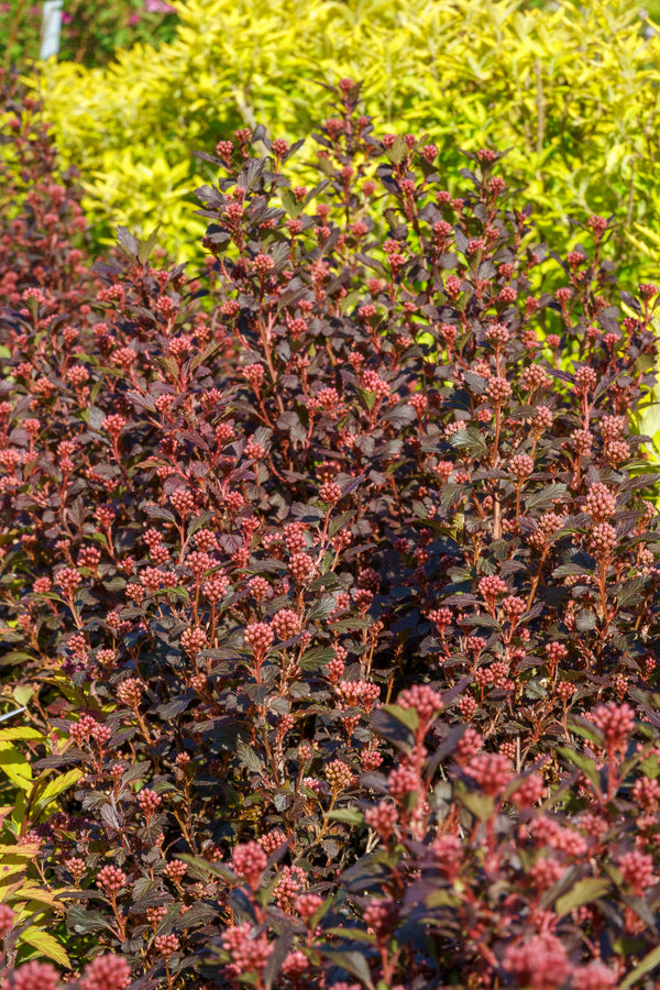 Little Joker Ninebark - Ninebark - Shrubs