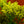 Load image into Gallery viewer, Little Lemon Goldenrod