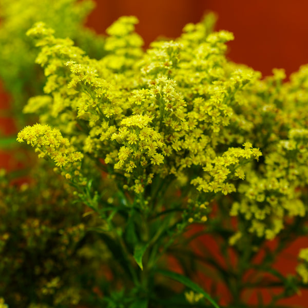 Little Lemon Goldenrod