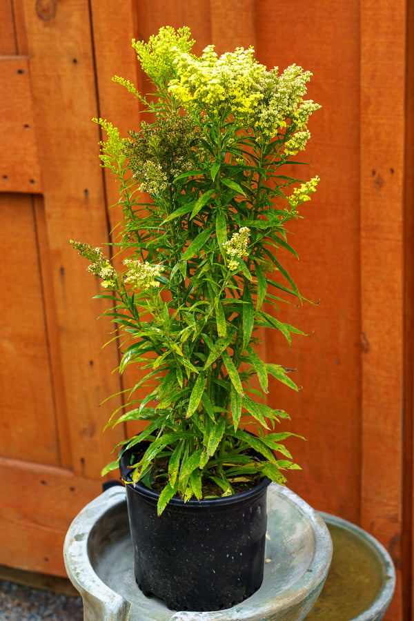 Little Lemon Goldenrod