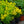 Load image into Gallery viewer, Little Lemon Goldenrod