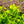 Load image into Gallery viewer, Little Lime Hardy Hydrangea - Hydrangea - Shrubs