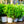 Load image into Gallery viewer, Little Lime Hardy Hydrangea - Hydrangea - Shrubs