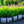 Load image into Gallery viewer, Little Lime Hardy Hydrangea - Hydrangea - Shrubs