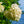 Load image into Gallery viewer, Little Lime Hardy Hydrangea - Hydrangea - Shrubs