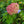 Load image into Gallery viewer, Little Lime Panicle Hydrangea