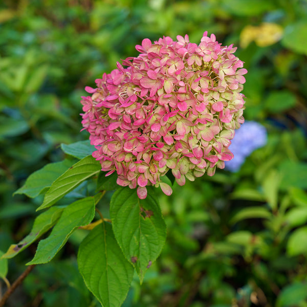 Little Lime Panicle Hydrangea