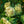 Load image into Gallery viewer, Little Lime Panicle Hydrangea