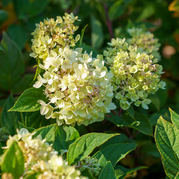 Little Lime Panicle Hydrangea