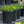 Load image into Gallery viewer, Little Miss Sunshine Stonecrop