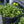 Load image into Gallery viewer, Little Miss Sunshine Stonecrop