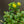 Load image into Gallery viewer, Little Miss Sunshine Stonecrop