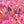 Load image into Gallery viewer, Little Poncho Kousa Dogwood