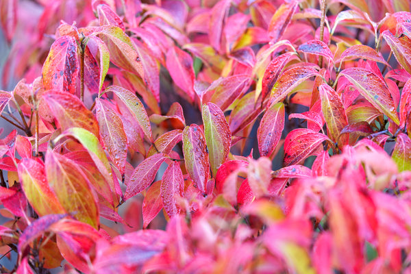 Little Poncho Kousa Dogwood