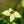 Load image into Gallery viewer, Little Poncho Dogwood - Dogwood Tree - Flowering Trees