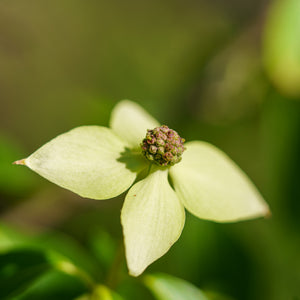 Little Poncho Dogwood - Dogwood Tree - Flowering Trees