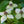 Load image into Gallery viewer, Little Poncho Dogwood - Dogwood Tree - Flowering Trees