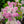 Load image into Gallery viewer, Little Princess Spirea