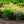 Load image into Gallery viewer, Little Princess Spirea