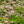 Load image into Gallery viewer, Little Princess Spirea