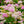 Load image into Gallery viewer, Little Princess Spirea