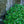 Load image into Gallery viewer, Little Princess Spirea