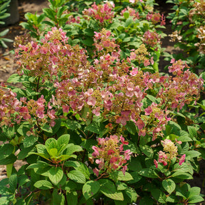 Little Quick Fire Panicle Hydrangea