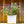 Load image into Gallery viewer, Lo & Behold Blue Chip Jr. Butterfly Bush - Butterfly Bush - Shrubs