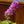 Load image into Gallery viewer, Lo & Behold Blue Chip Jr. Butterfly Bush - Butterfly Bush - Shrubs