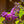 Load image into Gallery viewer, Lo & Behold Blue Chip Jr. Butterfly Bush - Butterfly Bush - Shrubs