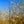 Load image into Gallery viewer, Lois Magnolia - Magnolia - Flowering Trees