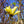 Load image into Gallery viewer, Lois Magnolia - Magnolia - Flowering Trees