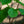 Load image into Gallery viewer, Lois Magnolia - Magnolia - Flowering Trees