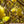 Load image into Gallery viewer, Lois Magnolia - Magnolia - Flowering Trees