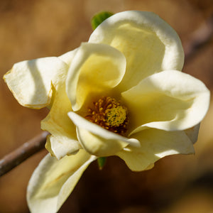 Lois Magnolia - Magnolia - Flowering Trees