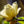 Load image into Gallery viewer, Lois Magnolia - Magnolia - Flowering Trees