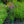 Load image into Gallery viewer, Lollipop Vervain