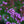 Load image into Gallery viewer, Lollipop Vervain