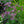Load image into Gallery viewer, Lollipop Vervain