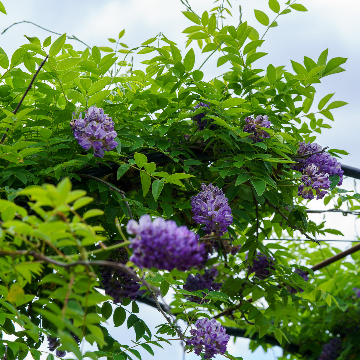 Longwood Purple American Wisteria – Plant Detectives