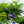 Load image into Gallery viewer, Longwood Purple American Wisteria