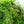 Load image into Gallery viewer, Longwood Purple American Wisteria