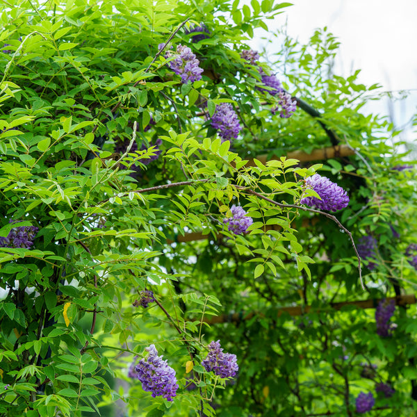 Longwood Purple American Wisteria
