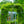 Load image into Gallery viewer, Longwood Purple American Wisteria