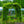 Load image into Gallery viewer, Longwood Purple American Wisteria